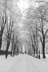 Wall Mural - Winter city park in morning. Black and White.