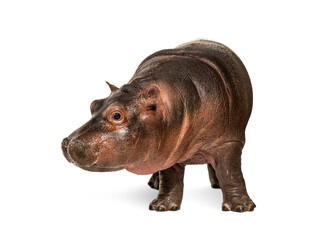 Wall Mural - hippo calf, 3 months old, isolated, hippopotamus amphibius