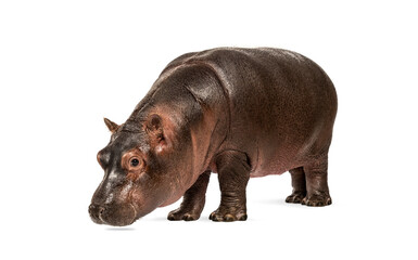 Wall Mural - hippo calf, 3 months old, isolated, hippopotamus amphibius
