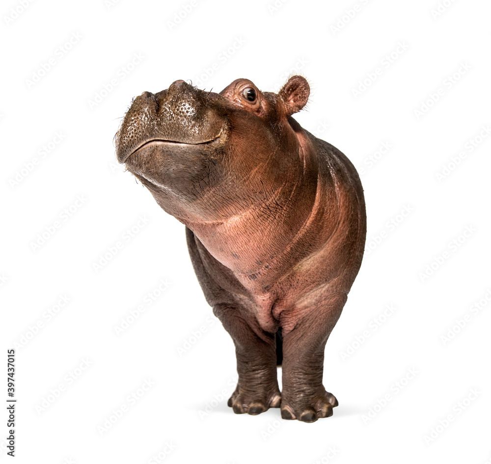 Hippo calf, 3 months old, isolated, Hippopotamus amphibius - obrazy, fototapety, plakaty 