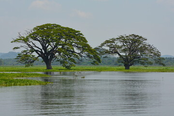 tree on lake