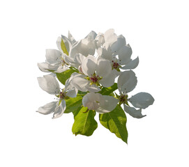 Wall Mural - spring blossom flowers on white background