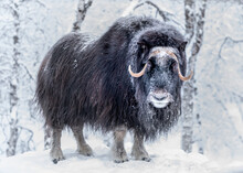 Musk Ox In Snow