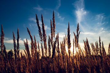 Wall Mural - Dry grass at summer sunset. Beautiful evening summer sunset.