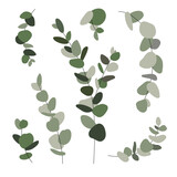 Fototapeta  - Green eucalyptus leaves clipart illustration isolated on white background. Eucalyptus sprig set 
