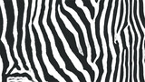 Fototapeta Konie - Zebra skin texture. Black and white nature abstract background. Vector EPS10.