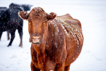 Closeup Of A Brown Cow In A Snow Storm