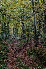 Sticker - Chemin de forêt en automne.