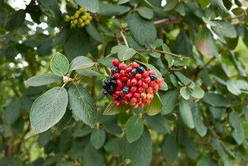 viburnum lantana
