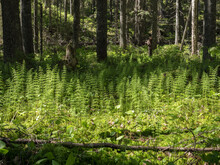Wood Horsetail Plant Growing At Spruce Swamp