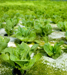 Wall Mural - close up of leaves of lettuce bushes in a greenhouse, hydroponic