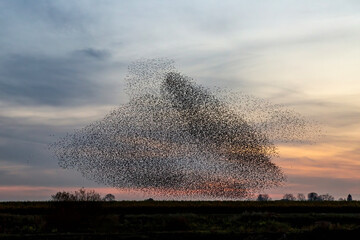 Wall Mural - Starling murmurations. A large flock of starlings fly at sunset in the Netherlands. Hundreds of thousands starlings come together making big clouds to protect against birds of prey. 