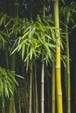 Fototapeta Dziecięca - Background texture of bamboo stems and leaves