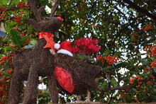 A Robin And Reindeer Sisal Christmas Outdoor Decorations In Central London Planted With Red Cyclamen And Holly With Berries Which Enjoy Good Degree Of Light They Also Benefit From Adequate Ventilation