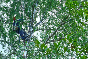 Canvas Print - russia 2020. An arborist cutting a tree with a chainsaw. color