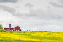 Red Farm Barn In The Middle Of A Yellow Field Of Flowers