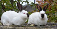  Californian Breed Rabbits