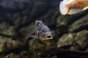 Oscar fish, Astronotus ocellatus. Tropical freshwater fish in aquarium. tiger oscar, velvet cichlid.fish from the cichlid family in tropical South America, most popular cichlids in the aquarium hobby