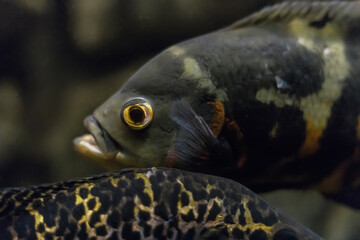 Wall Mural - Oscar fish, Astronotus ocellatus. Tropical freshwater fish in aquarium. tiger oscar, velvet cichlid.fish from the cichlid family in tropical South America, most popular cichlids in the aquarium hobby