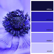 Blue Tones Hues Designer Pack Color Palette Inspired By Nature. Macro Close Up Spring Bulb Blue Anemone Poppy Flower. Designer Pack With Photograph And Swatches With Hex Codes References.