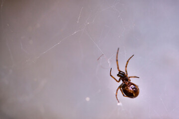 close-up, macro shot of a spider sitting on its web waiting for prey to eat. selective focus