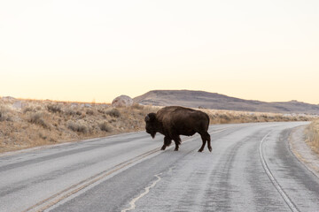 Lone bison crossing the road