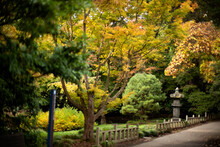 Japanese Garden Trees In Fall Color Autumn In The Golden Gate Park Botanical Garden In San Francisco, California