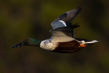 Northern Shoveler Flying In Beautiful Light, Seen In The Wild In North California