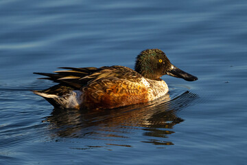 Canvas Print - Northern Shoveler in beautiful light, seen in the wild in North California