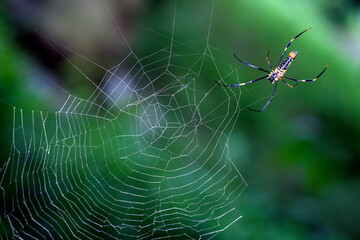 Spider in its web