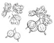 Hand drawn sketch black and white set of gooseberry branch, leaf and berry. vector illustration. Dewberry. Elements in graphic style label, card, sticker, menu, package, poster.