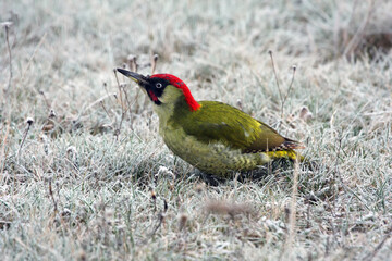 Wall Mural - The European green woodpecker (Picus viridis) searching for food in the winter snow. A large green woodpecker with a red head in the white grass thanks to the hoarfrost.