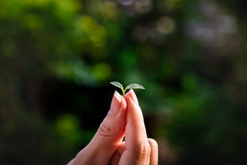 Wall Mural - Hand holding a tree the growth of Seedling Ecological environment