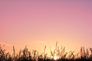 Wall Mural - silhouette of grass at sunset sky and sun