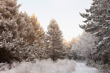 Fabulous winter snowy forest in the daytime