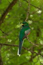 Narina Trogon Sitting On A Branch With Dense Green Background Of Leaves While Looking Back Over His Shoulder.