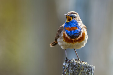 Wall Mural - rotsterniges blaukehlchen (luscinia svecica svecica) männchen