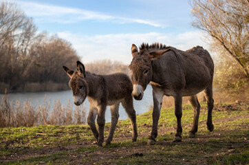 Wall Mural - Donkey and colt walking outdoor