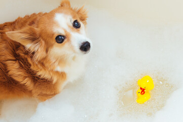 Wall Mural - Portrait of a dog in a bathtub with bathing foam. Soft focus