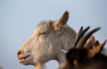 Wall Mural - White saanen goat outdoor