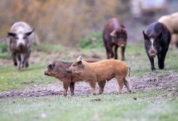 Wall Mural - Mangalitsa pigs and piglets walking on meadow