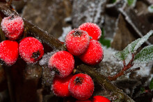 Red Holly Berries Ilex Aquifolium Covered With Hoar Frost, 