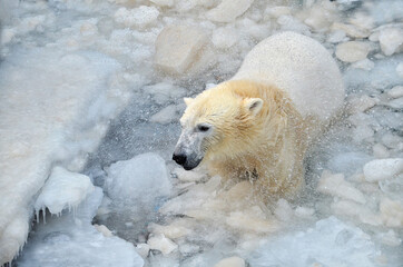 Wall Mural - polar bear in the snow
