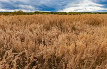 Field with dried grass and bushes on the background of the forest and the sky with clouds in summer