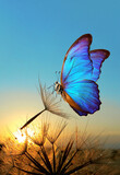Natural pastel background. Morpho butterfly and dandelion. Seeds of a dandelion flower in drops of water on a background of sunrise. 