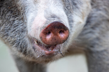 Wall Mural - Mangalitsa pig's snout