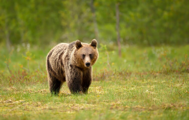 Wall Mural - Close up of an Eurasian Brown bear standing in swamp