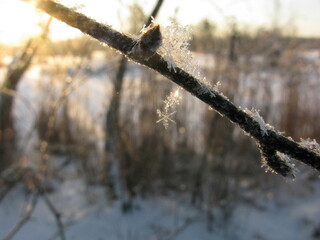 Shining ice crystals on a branch in a frosty winter evening