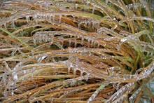  Ice Captured On The Foliage Formed From The Freezing Rain In Moore, Oklahoma