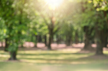 Wall Mural - blurred green park in the city with sun ray for refreshing green background walk way in garden green